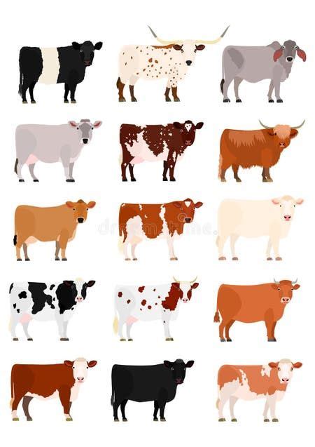 Cattle Chart With Breeds Name Stock Vector Illustration Of Full Brahman