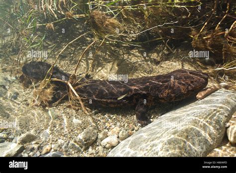 Japanese Giant Salamander Andrias Japonicus Japan Stock Photo Alamy