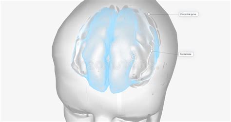 Brain Activity in Frontal Lobe Stock Illustration - Illustration of ...