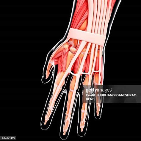 Thumb Abductor Muscle Photos and Premium High Res Pictures - Getty Images