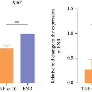 Tjp Expressions Of Intestinal Organoid With Tnf Treatment Qrt Pcr