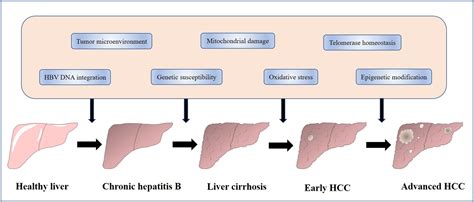 Role Of M6a Rna Methylation In The Development Of Hepatitis B Virus