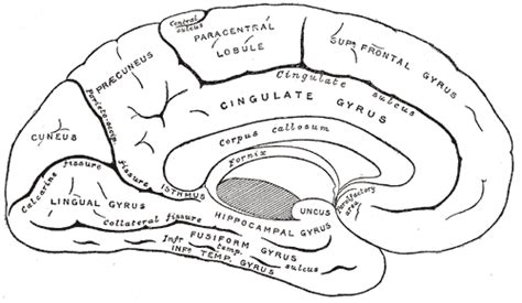 Cingulate cortex - Psychology Wiki