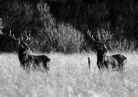 Red Deer Of Ireland Photograph by Aidan Moran - Fine Art America