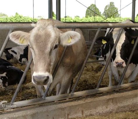 Stočarstvo kategorija Agro saveti