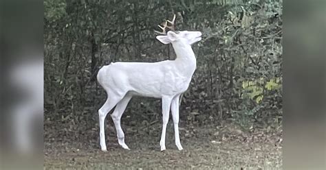 Extremely Rare Ghost Of The Forest” Albino Deer Spotted In Tennessee