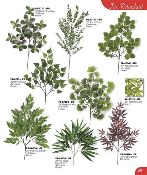 Eucalyptus Types Chart