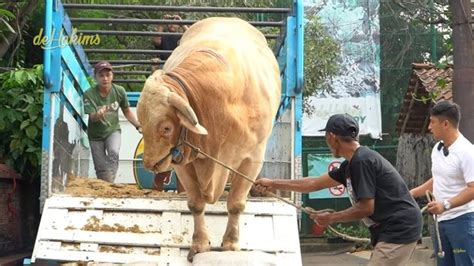 Portrait Of Wisanggeni The Heaviest Cow In Indonesia Now Owned By