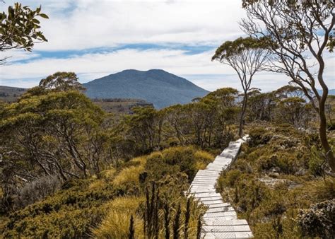 visit tasmania stunning nature wildlife  scenic tours await