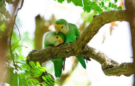 Cute Love Birds Images