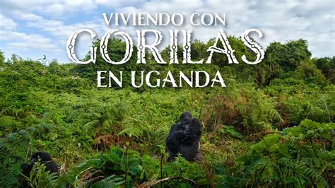 Viaje Viviendo Con Gorilas En Uganda Mt