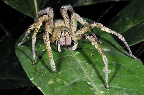 Wandering Spider Phoneutria Nigriventer Stock Image C0010025