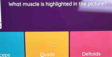 Solved What Muscle Is Highlighted In The Picture Ceps Quads Deltoids