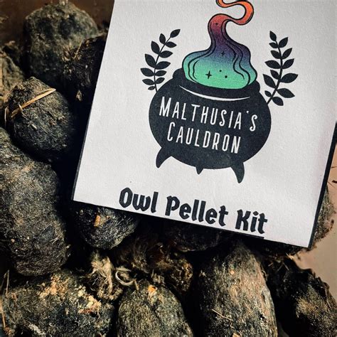 Owl Pellet Dissection Kit Etsy