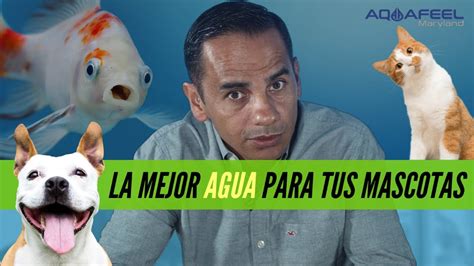 Aquafeel Maryland LA MEJOR AGUA PARA TUS MASCOTAS YouTube