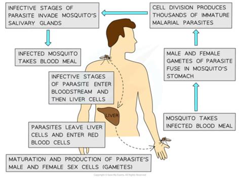 Infectious Diseases Flashcards Quizlet