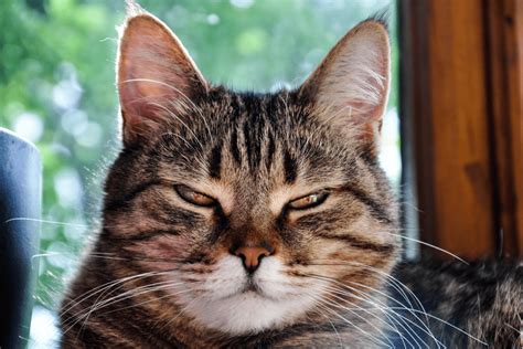 Cat Squinting One Eye Here Are The 13 Most Common Causes