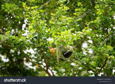 Baya Weaver Bird Building Nest Strips Stock Photo Shutterstock