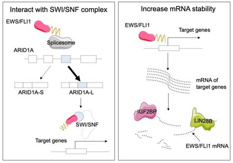 Interaction And Stabilization By The EWS FLI1 Fusion Protein EWS FLI