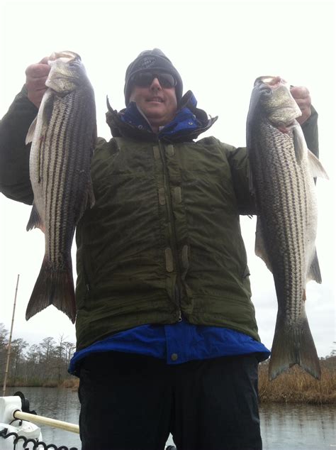 Awesome Striper Fishing - FishIBX Eastern NC Fishing Guide