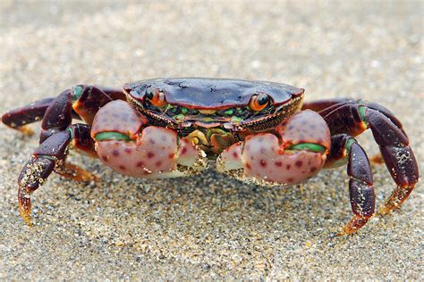 Purple Shore Crab A Photo On Flickriver