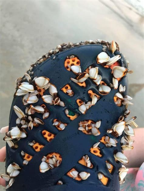 People Are Sharing Their Unexpected Trypophobia Moments And Here Are 30 Pics That Creeped Them