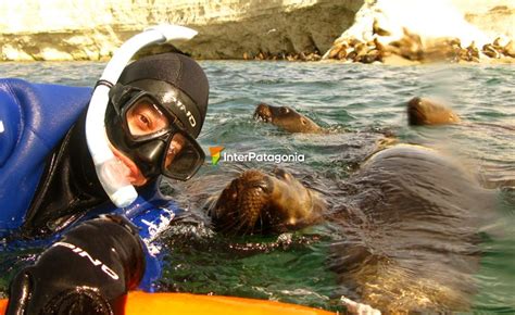 Introducir 82 Imagen Precio Snorkel Con Lobos Marinos En Puerto Madryn