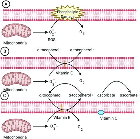 A Phospholipid Oxidation Within A Cell Membrane B In The Presence Of