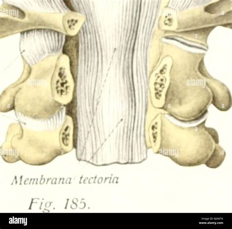 Cruciate ligament of atlas hi-res stock photography and images - Alamy