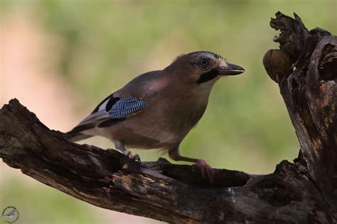 Vision Doiseaux Geai Des Ch Nes Eurasian Jay Garrulus Glandarius