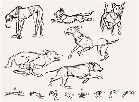 Run cycle of animal ★ || CHARACTER DESIGN REFERENCES™ (https://www ...