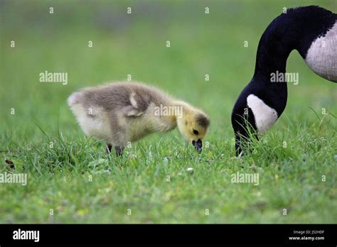 Mother goose hi-res stock photography and images - Alamy