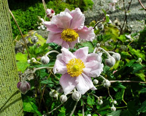 Anemone X Hybrida Mostly Natives Nursery