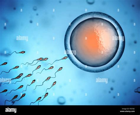 Ilustración 3d de inseminación artificial Fotografía de stock Alamy