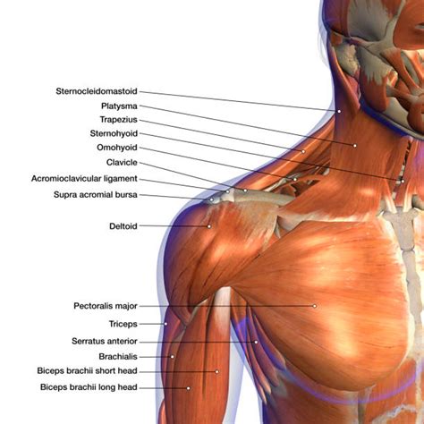 Anatomy Of Neck And Shoulder