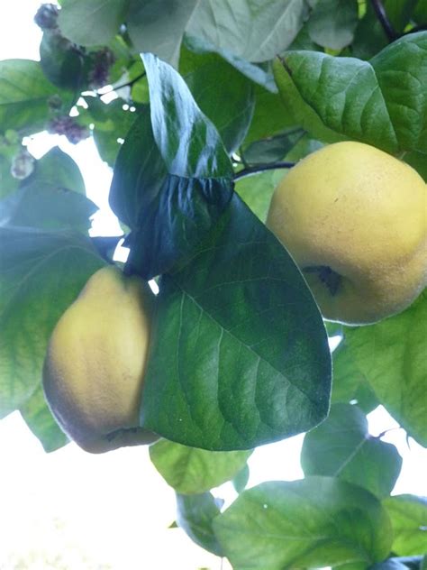 Un peu gay dans les coings Pâte à tartiner aux coings miel et vin rouge façon cotignac