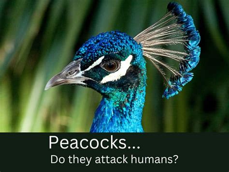 Do Peacocks Attack Humans Dont Ever Mess With Them