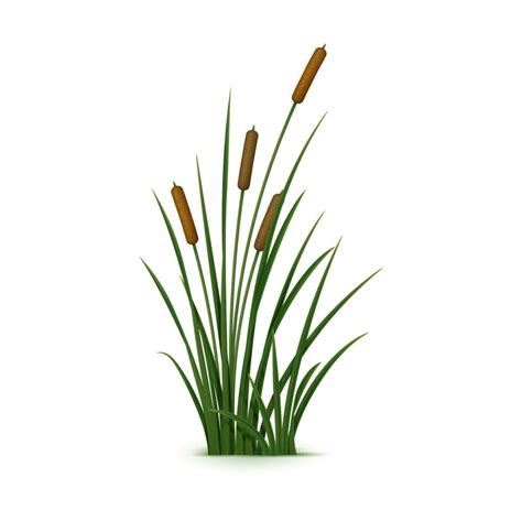 Realistic Reed Sedge And Grass Plant Variety 24082396 Vector Art At