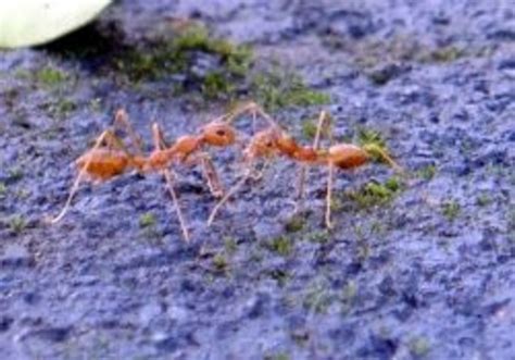 RIFA and Other Fire Ants | HubPages