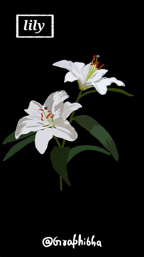 Graphibha White Lily Flower Flower Art Painting Lily Wallpaper