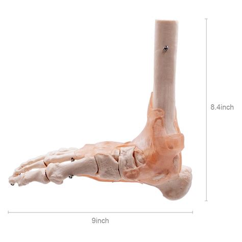 Science Education Tinsay Human Foot Ankle Joint Model With Ligament