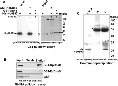 HpDnaB And Hp0897 Interaction A GST Pull Down Assay GST Agarose