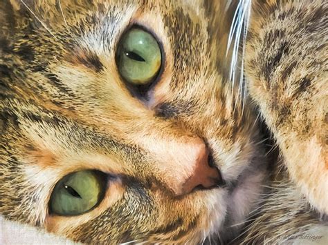 Green Eyed Tabby Cat Photograph By Melissa Bittinger Fine Art America