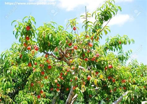 C Mo Podar Rboles Frutales Y Decorativos Cu Ndo Se Deben Podar Los