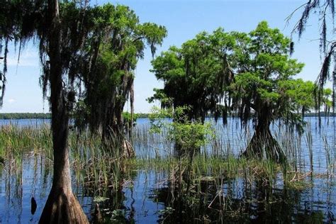 The Nature Conservancy's Disney Wilderness Preserve is one of the very ...