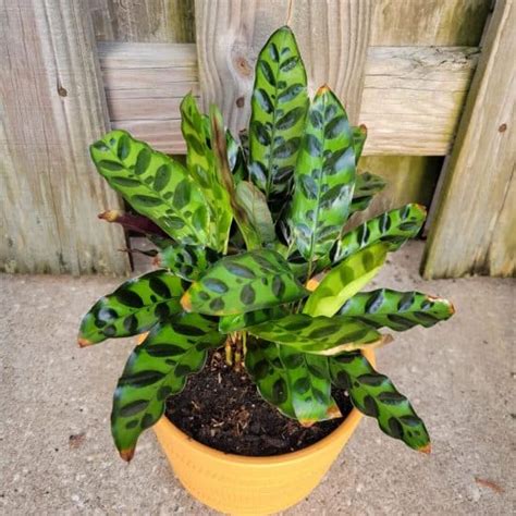 Rattlesnake Plant Care And Growing Guide Plantcarefully