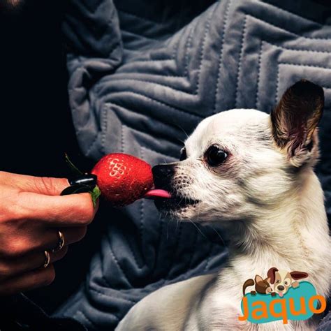 Les Chiens Peuvent Ils Manger Des Fraises Jaquo Fr