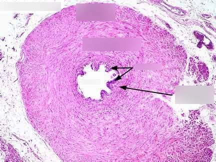 Histology - Vas Deferens Diagram | Quizlet