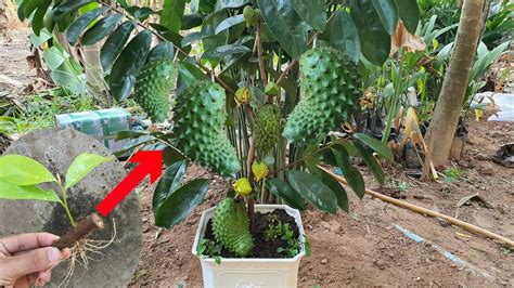 Unique Skill Grafting Soursop Fruit For Beginners YouTube