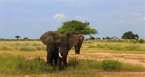 Days Tanzania Tented Lodge Sharing Safari Meijo Safaris